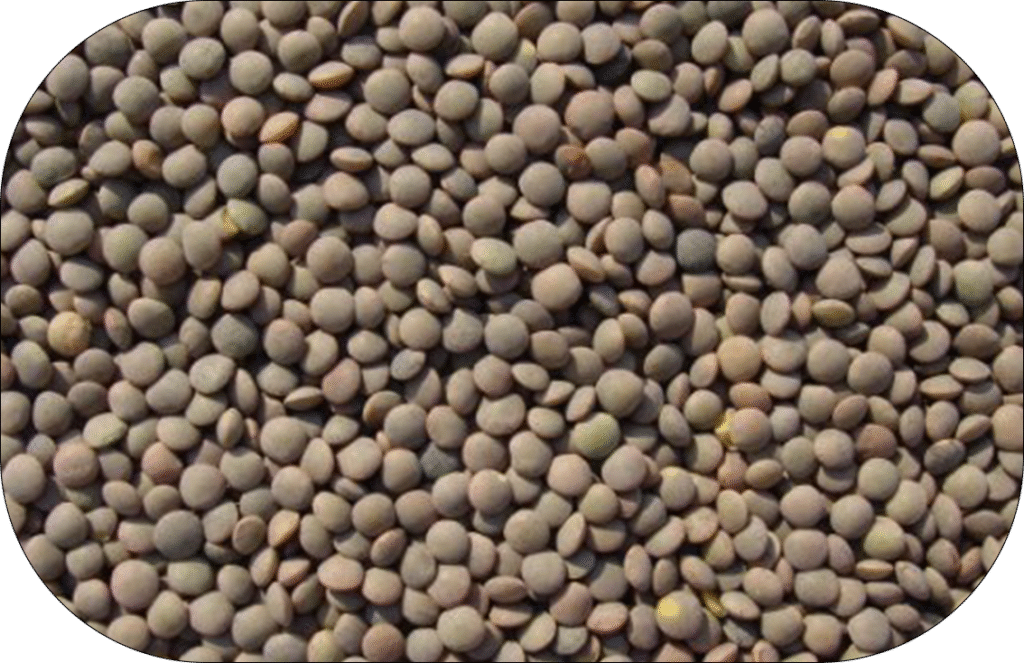 Brown Lentils
