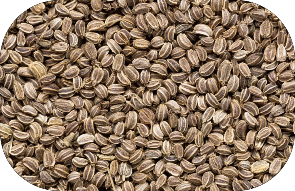 Dill seeds