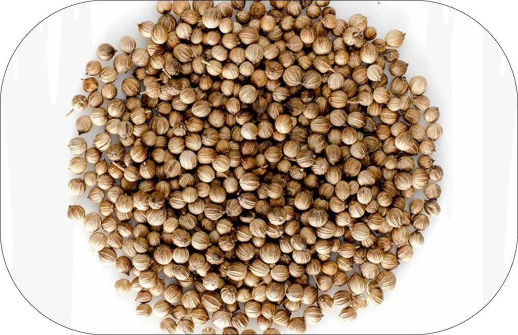 Coriander