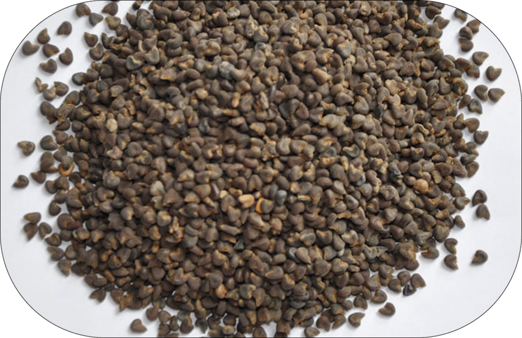 Molokhia seeds