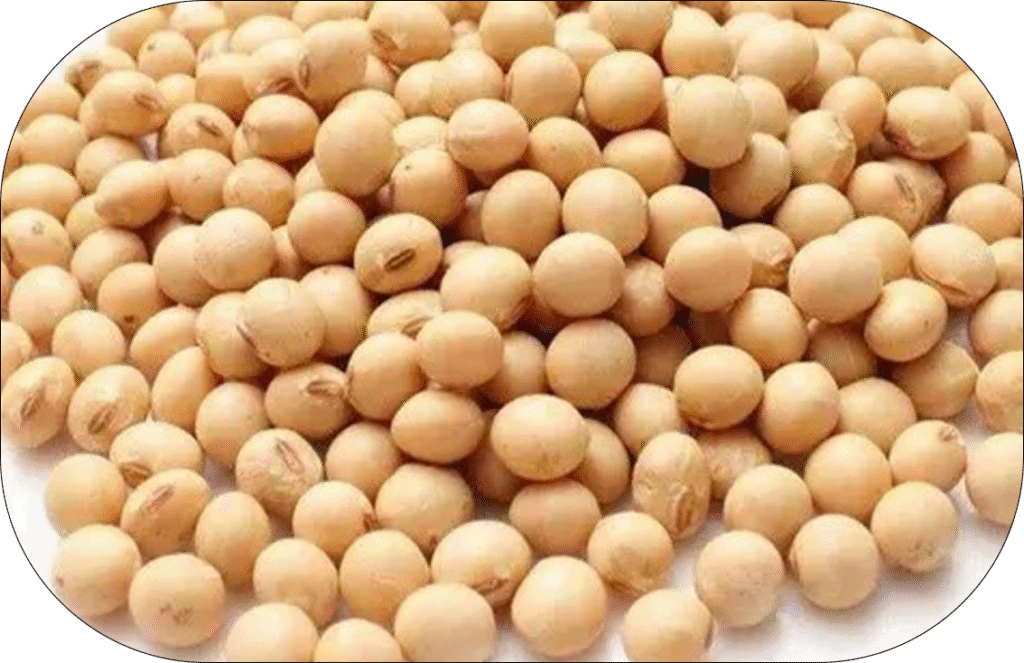 Soya bean