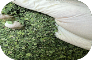 🌿 Parsley… Fresh Flavor and Natural Wellness with Falcon Herbs