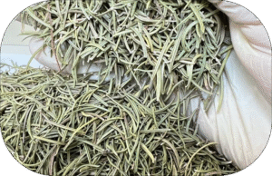 🌿 Rosemary… Aroma, Flavor, and Natural Wellness with Falcon Herbs