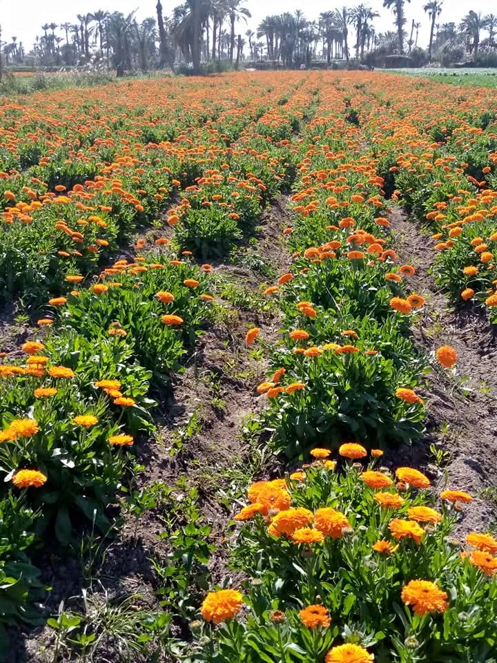 whatsapp image 2025 07 22 at 16.05.37 6315ebec