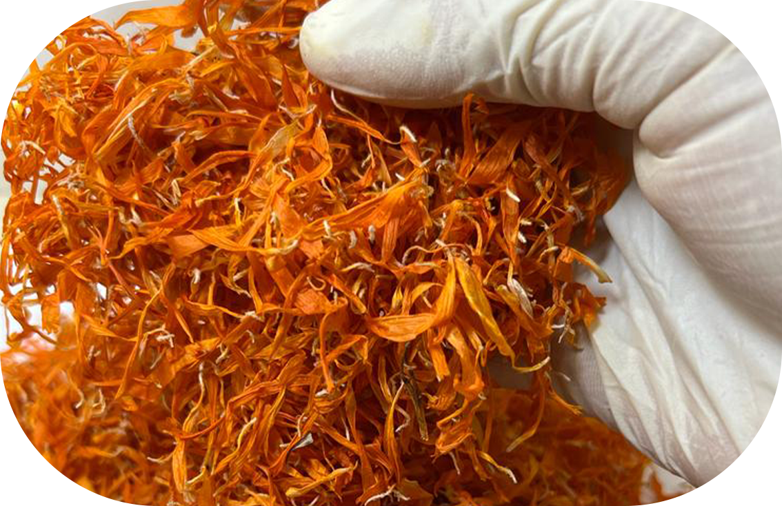 Calendula petals