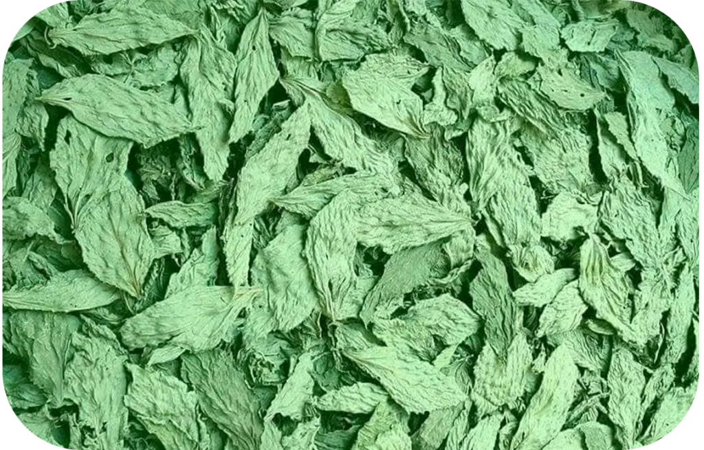 Molokhia