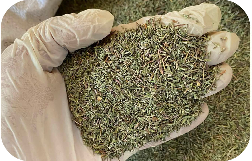 Thyme Pin