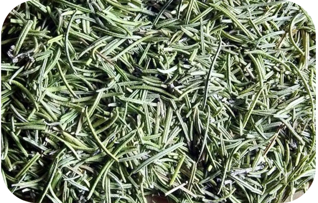 Rosemary