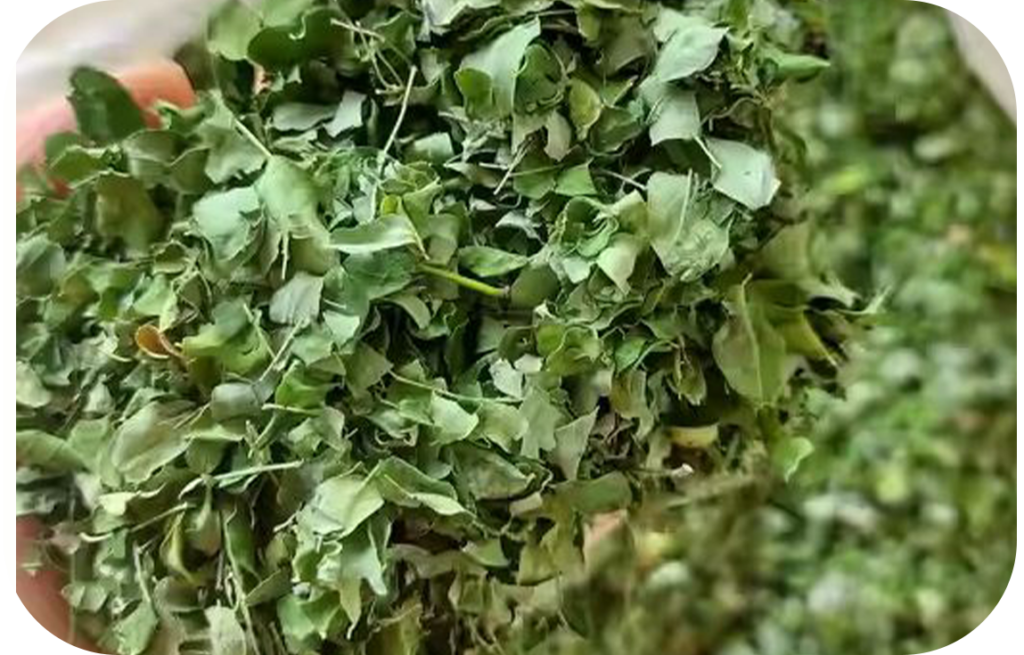 Moringa leaves