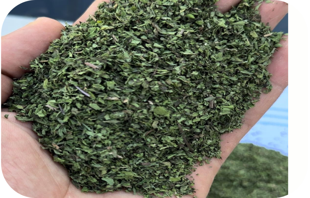 Spearmint Leaves