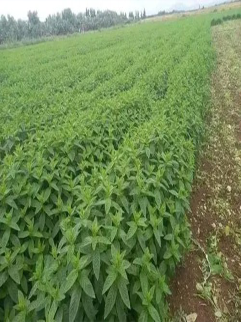 Peppermint Leaves specification sheet