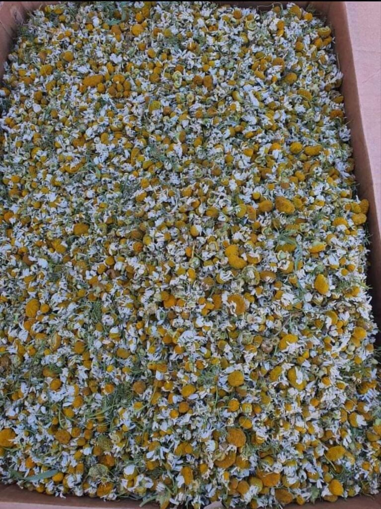 Chamomile specification sheet