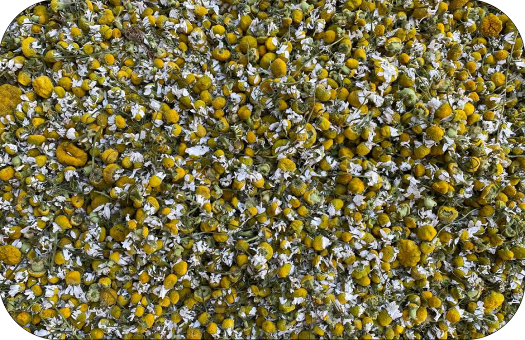 chamomile flowers
