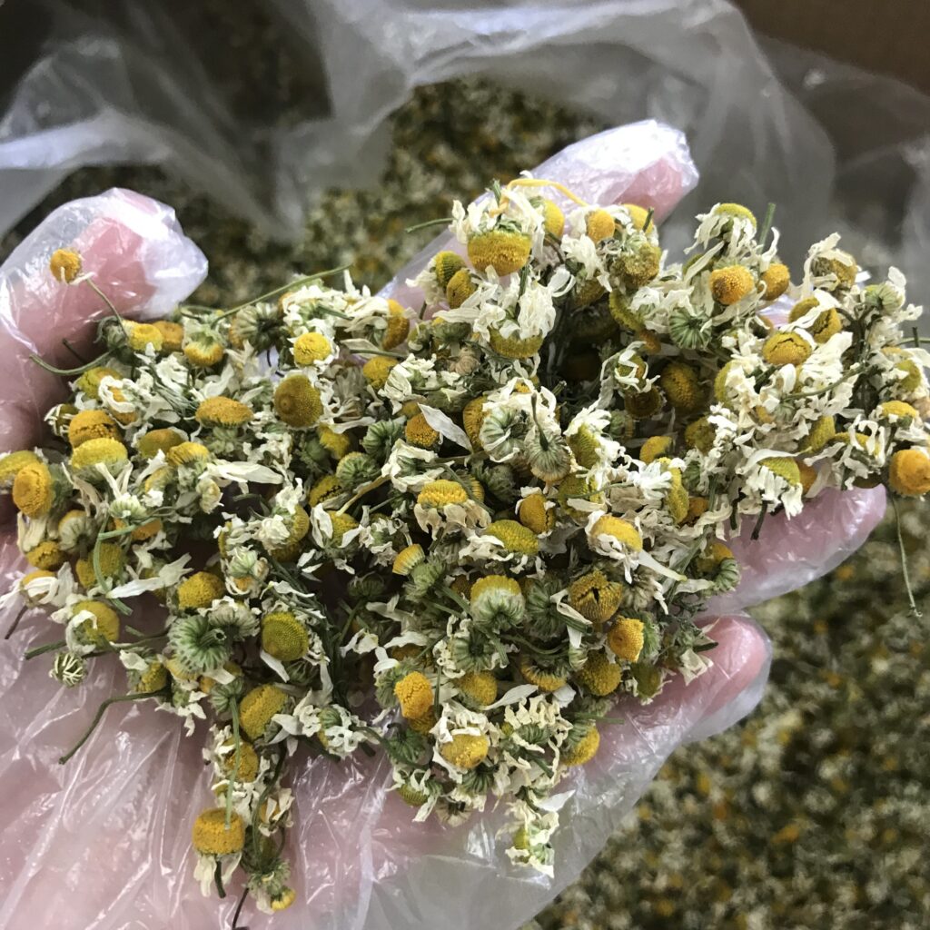 Chamomile specification sheet