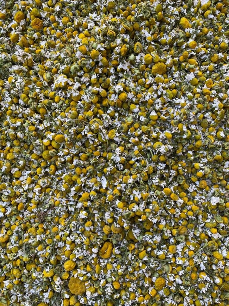 Chamomile specification sheet